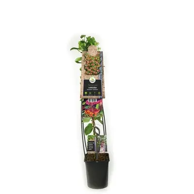 Lonicera heckrottii goldflame (Kamperfoelie) klimplant - afbeelding 4