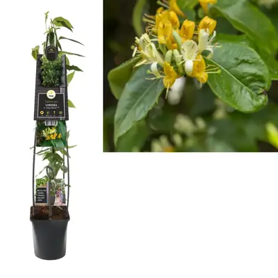 Lonicera henryi 'Copper Beauty' (Kamperfoelie) klimplant 115cm - afbeelding 2