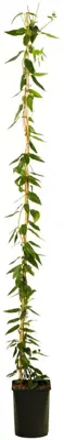Lonicera henryi 'Copper Beauty' (Kamperfoelie) klimplant 210cm - afbeelding 1