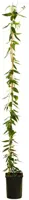 Lonicera henryi 'Copper Beauty' (Kamperfoelie) klimplant 210cm - afbeelding 1