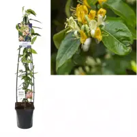 Lonicera henryi 'Copper Beauty' (Kamperfoelie) klimplant 210cm - afbeelding 2