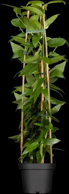 Lonicera henryi (Groenblijvende kamperfoelie) klimplant - afbeelding 6