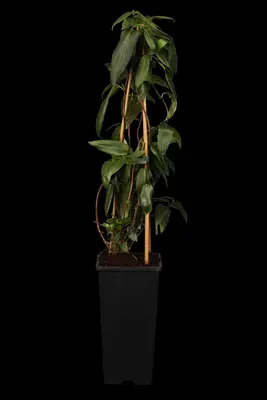Lonicera henryi (Groenblijvende kamperfoelie) klimplant - afbeelding 5