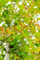 Lonicera henryi (Groenblijvende kamperfoelie) klimplant - afbeelding 13