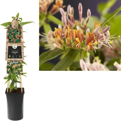 Lonicera henryi (Groenblijvende kamperfoelie) klimplant - afbeelding 1