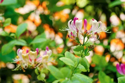 Lonicera henryi (Groenblijvende kamperfoelie) klimplant - afbeelding 2