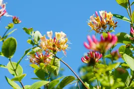 Lonicera henryi (Groenblijvende kamperfoelie) klimplant - afbeelding 3