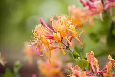 Lonicera henryi (Groenblijvende kamperfoelie) klimplant - afbeelding 7