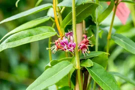 Lonicera henryi (Groenblijvende kamperfoelie) klimplant - afbeelding 8