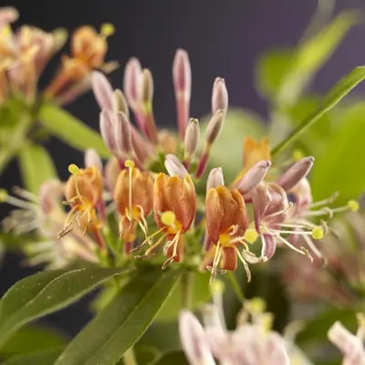 Lonicera henryi (Groenblijvende kamperfoelie) klimplant - afbeelding 4
