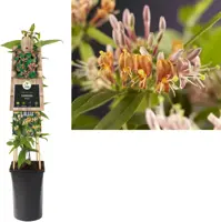 Lonicera henryi (Groenblijvende kamperfoelie) klimplant 75cm - afbeelding 1