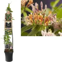 Lonicera henryi (Kamperfoelie) klimplant 115cm - afbeelding 3