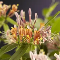 Lonicera henryi (Kamperfoelie) klimplant 115cm - afbeelding 2