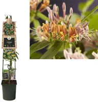 Lonicera henryi (Kamperfoelie) klimplant 115cm - afbeelding 1