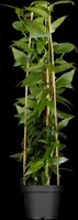 Lonicera henryi (Kamperfoelie) klimplant - afbeelding 7