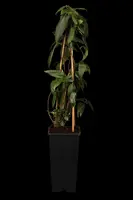 Lonicera henryi (Kamperfoelie) klimplant - afbeelding 6