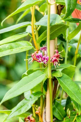 Lonicera henryi (Kamperfoelie) klimplant - afbeelding 11