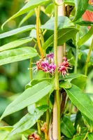 Lonicera henryi (Kamperfoelie) klimplant - afbeelding 11