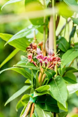 Lonicera henryi (Kamperfoelie) klimplant - afbeelding 13