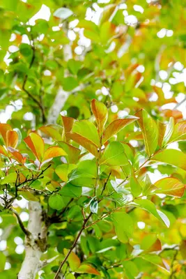 Lonicera henryi (Kamperfoelie) klimplant - afbeelding 14