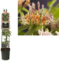 Lonicera henryi (Kamperfoelie) klimplant - afbeelding 1