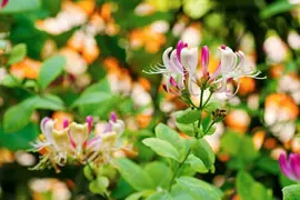 Lonicera henryi (Kamperfoelie) klimplant - afbeelding 4