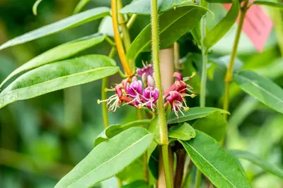 Lonicera henryi (Kamperfoelie) klimplant - afbeelding 9