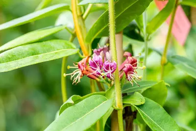 Lonicera henryi (Kamperfoelie) klimplant - afbeelding 10