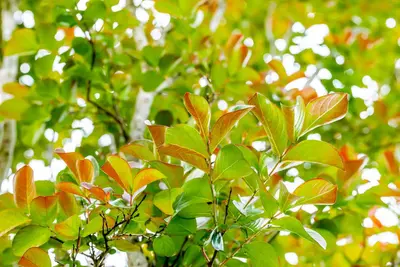 Lonicera henryi (Kamperfoelie) klimplant - afbeelding 12