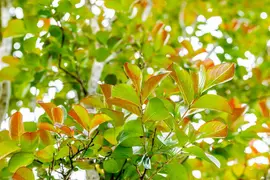 Lonicera henryi (Kamperfoelie) klimplant - afbeelding 12