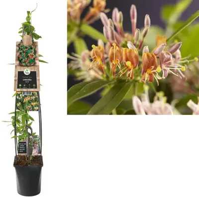 Lonicera henryi (Kamperfoelie) klimplant - afbeelding 3