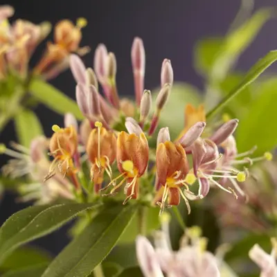 Lonicera henryi (Kamperfoelie) klimplant - afbeelding 2