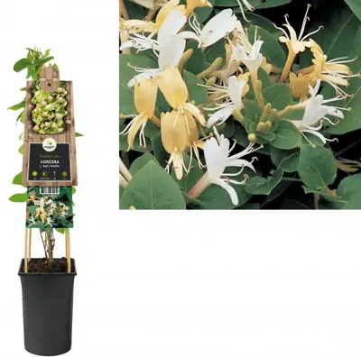 Lonicera japonica 'Hall's Prolific' (Japanse kamperfoelie) klimplant 75cm - afbeelding 2