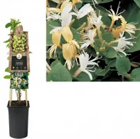 Lonicera japonica 'Hall's Prolific' (Japanse kamperfoelie) klimplant - afbeelding 2