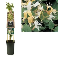Lonicera japonica 'Hall's Prolific' (Japanse kamperfoelie) klimplant - afbeelding 1