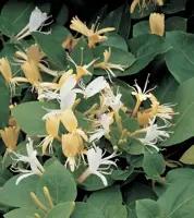 Lonicera japonica 'Hall's Prolific' (Japanse kamperfoelie) klimplant 75cm - afbeelding 3