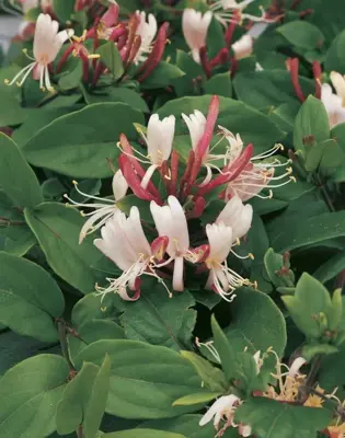 Lonicera japonica 'Red World' (Japanse kamperfoelie) klimplant - afbeelding 4