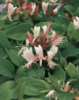 Lonicera japonica 'Red World' (Japanse kamperfoelie) klimplant - afbeelding 4