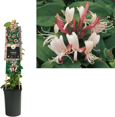 Lonicera japonica 'Red World' (Japanse kamperfoelie) klimplant - afbeelding 1