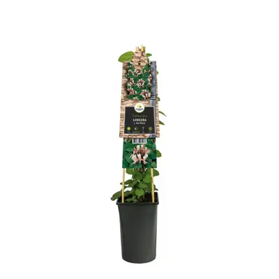 Lonicera japonica 'Red World' (Japanse kamperfoelie) klimplant - afbeelding 3