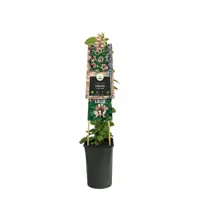 Lonicera japonica 'Red World' (Japanse kamperfoelie) klimplant - afbeelding 3
