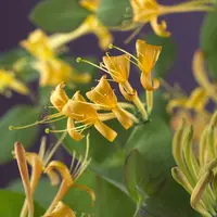 Lonicera 'Mandarin' PBR (Kamperfoelie) klimplant 75cm - afbeelding 2