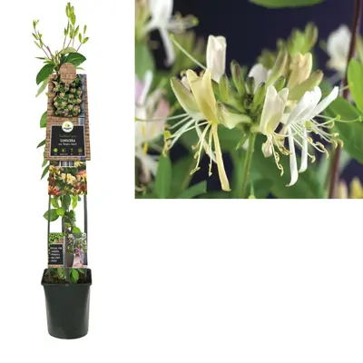 Lonicera periclymenum 'Belgica Select' (Kamperfoelie) klimplant 115cm - afbeelding 1