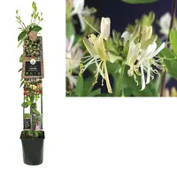 Lonicera periclymenum 'Belgica Select' (Kamperfoelie) klimplant 115cm kopen?