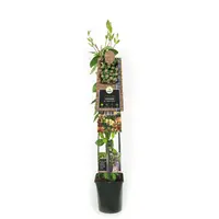 Lonicera periclymenum 'Belgica Select' (Kamperfoelie) klimplant 115cm - afbeelding 2