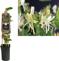 Lonicera periclymenum 'Belgica Select' (Wilde kamperfoelie) klimplant 75cm kopen?