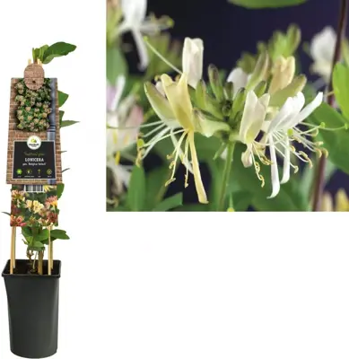 Lonicera periclymenum 'Belgica Select' (Wilde kamperfoelie) klimplant - afbeelding 1