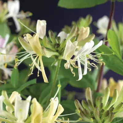 Lonicera periclymenum 'Belgica Select' (Wilde kamperfoelie) klimplant - afbeelding 3