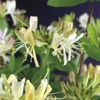 Lonicera periclymenum 'Belgica Select' (Wilde kamperfoelie) klimplant - afbeelding 3