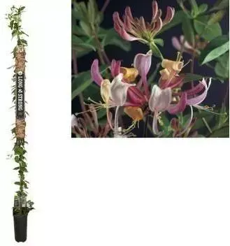 Lonicera periclymenum serotina (Kamperfoelie) klimplant 210cm - afbeelding 1